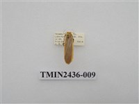 藏品(黃緣苔蛾)的圖片